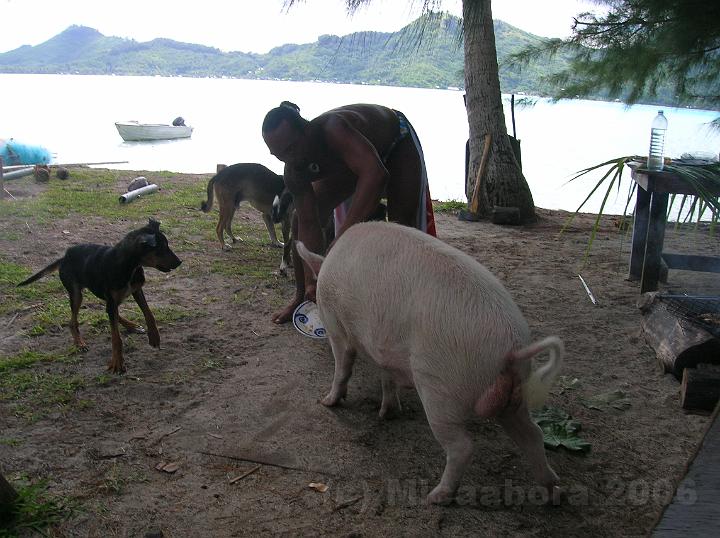 26DSCN1992.JPG - Chiens et cochon accourent pour lcher les assiettes avant de les laver dans la mer