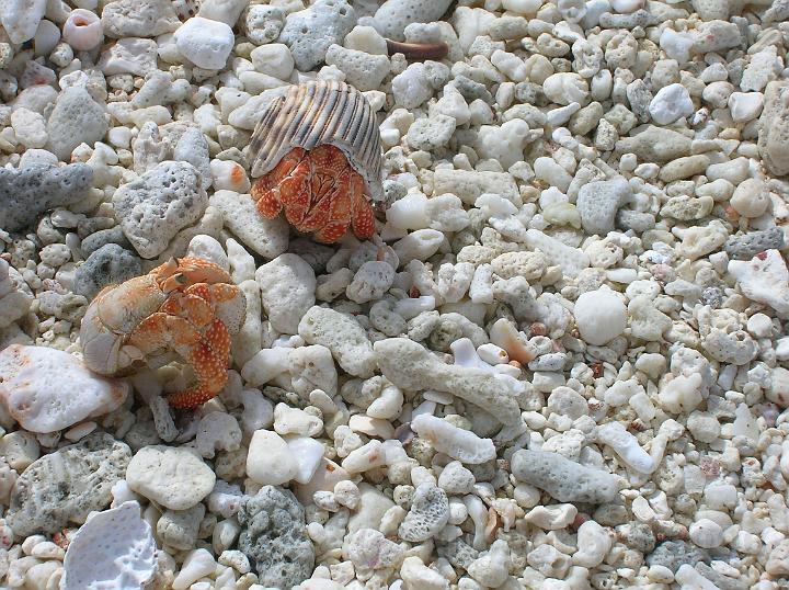 28DSCN1995.JPG - Sur la plage: deux bernard l'hermite se disputent une une coquille vide de ma'oa