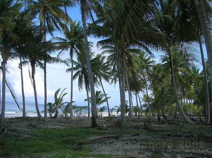 34DSCN1996.JPG - Le cocotier (Coco nucifera) est le premier arbre  prodiguer ses bienfaits sur les atolls