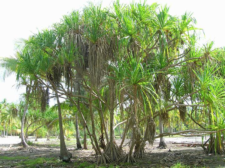 5DSCN1993.JPG - RAUFARA 'OMA'O = Feuilles de la varit de pandanus servant  faire les tots et les nattes. Toutes les toitures de Bora, mme celles des htels les plus luxueux sont faites de Pandanus. Les motu en sont abondamment pourvus et nos htes vivent bien de ce travail qui est trs recherch par les constructeurs.