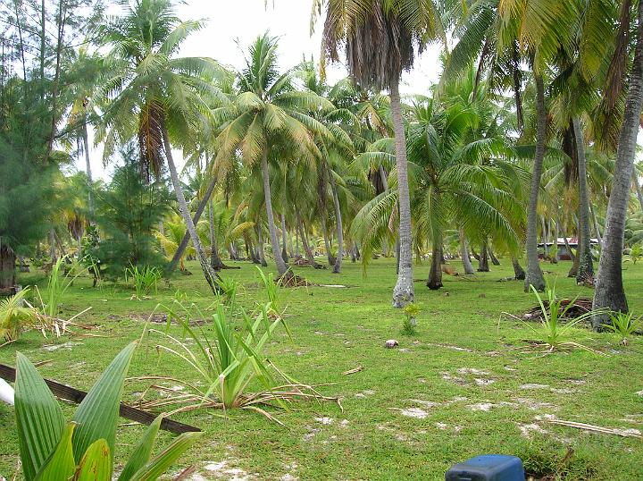 6DSCN1974.JPG - Cocotier et Fara (pandanus) sont les principales richesses des les basses. On ramasse les feuilles de pandanus sches tombes au sol pour faire des nattes.